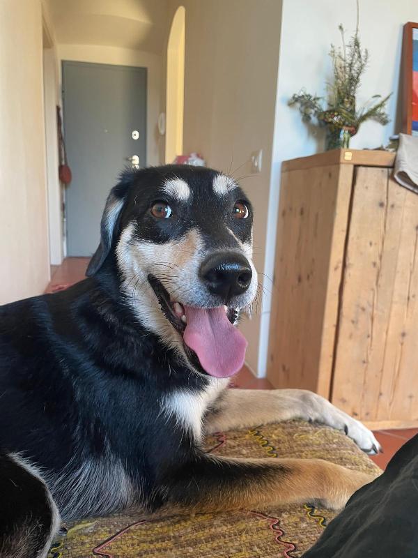 🚨🚨 Musa - Urgente Rischio Il Canile !🚨🚨